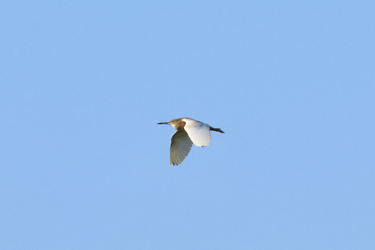 Squacco Heron - ML620792436