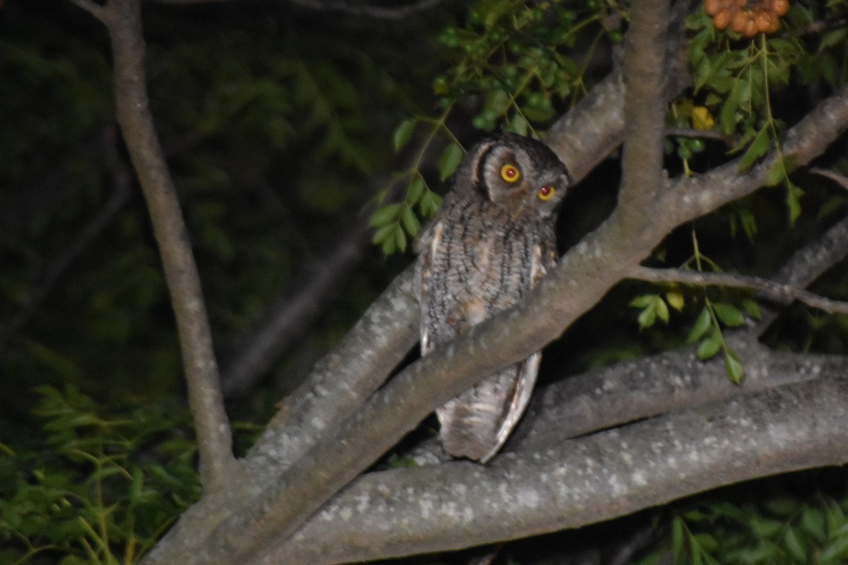 Tropical Screech-Owl - ML620792439