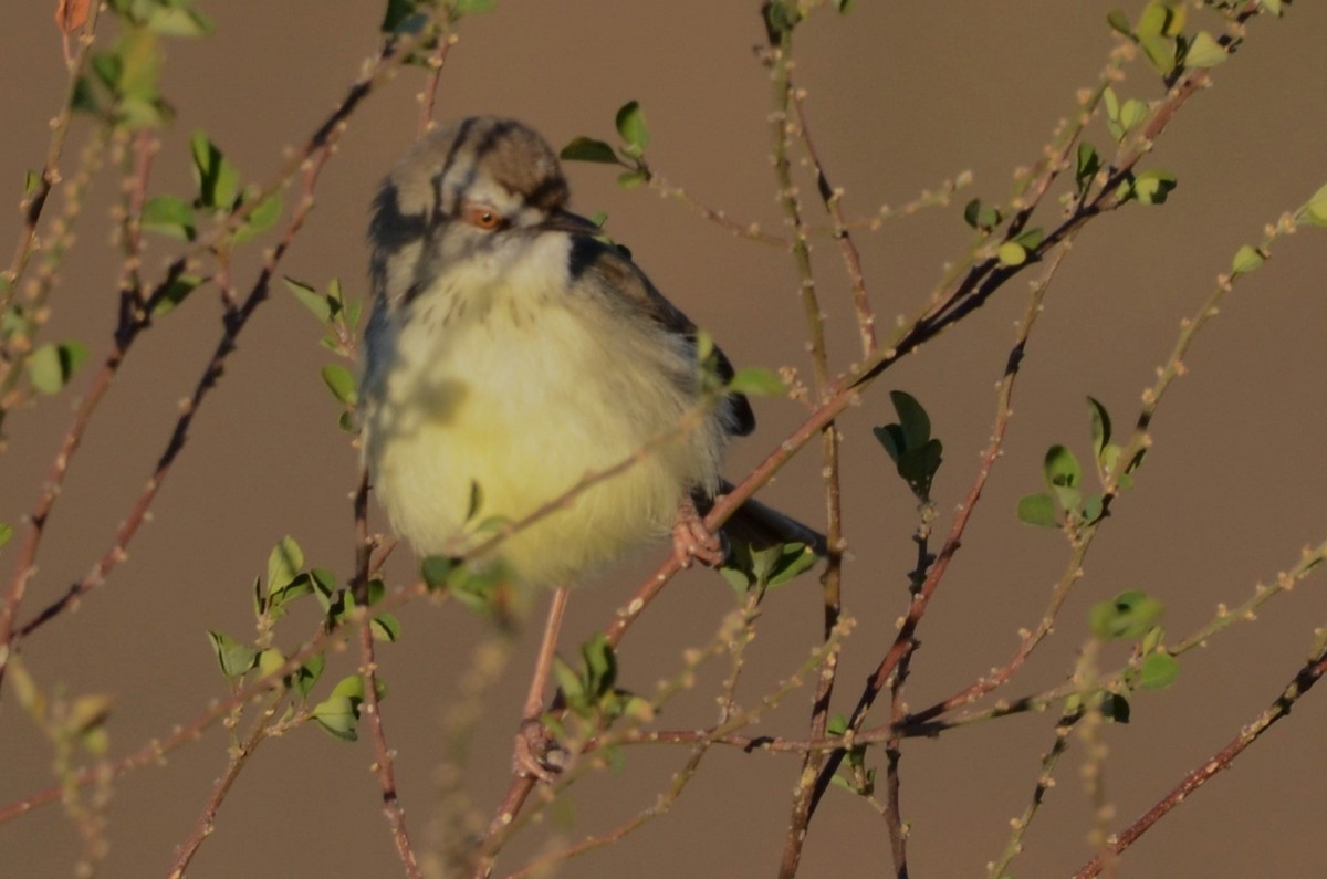 Prinia, unbestimmt - ML620792460