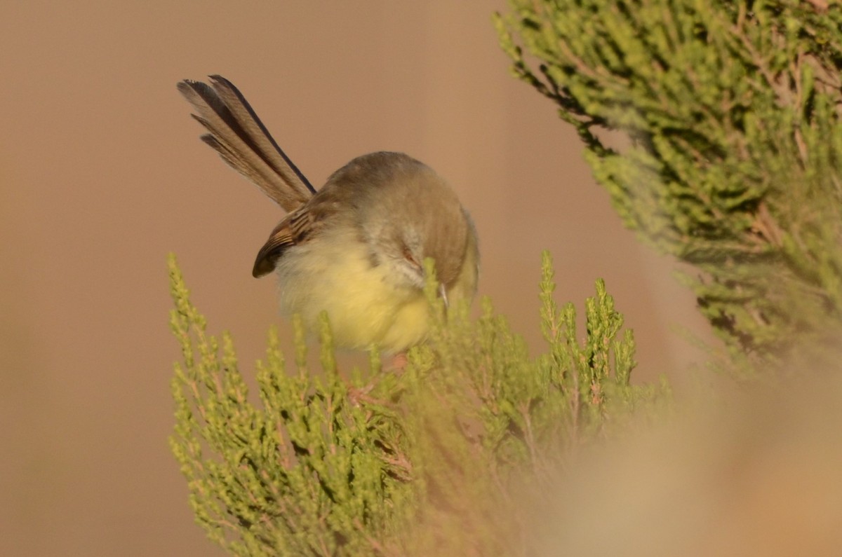 Prinia, unbestimmt - ML620792461