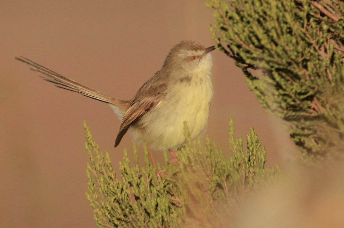 Prinia, unbestimmt - ML620792462