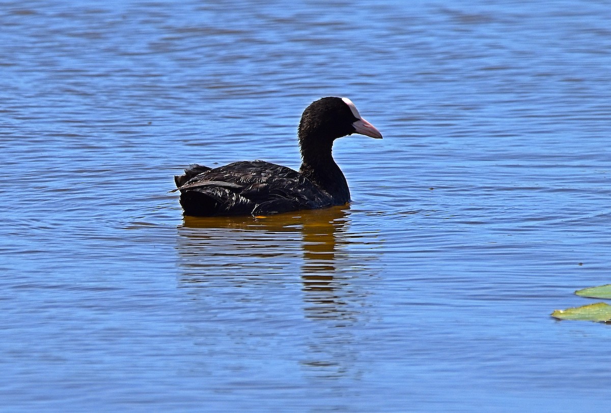 Eurasian Coot - ML620792466