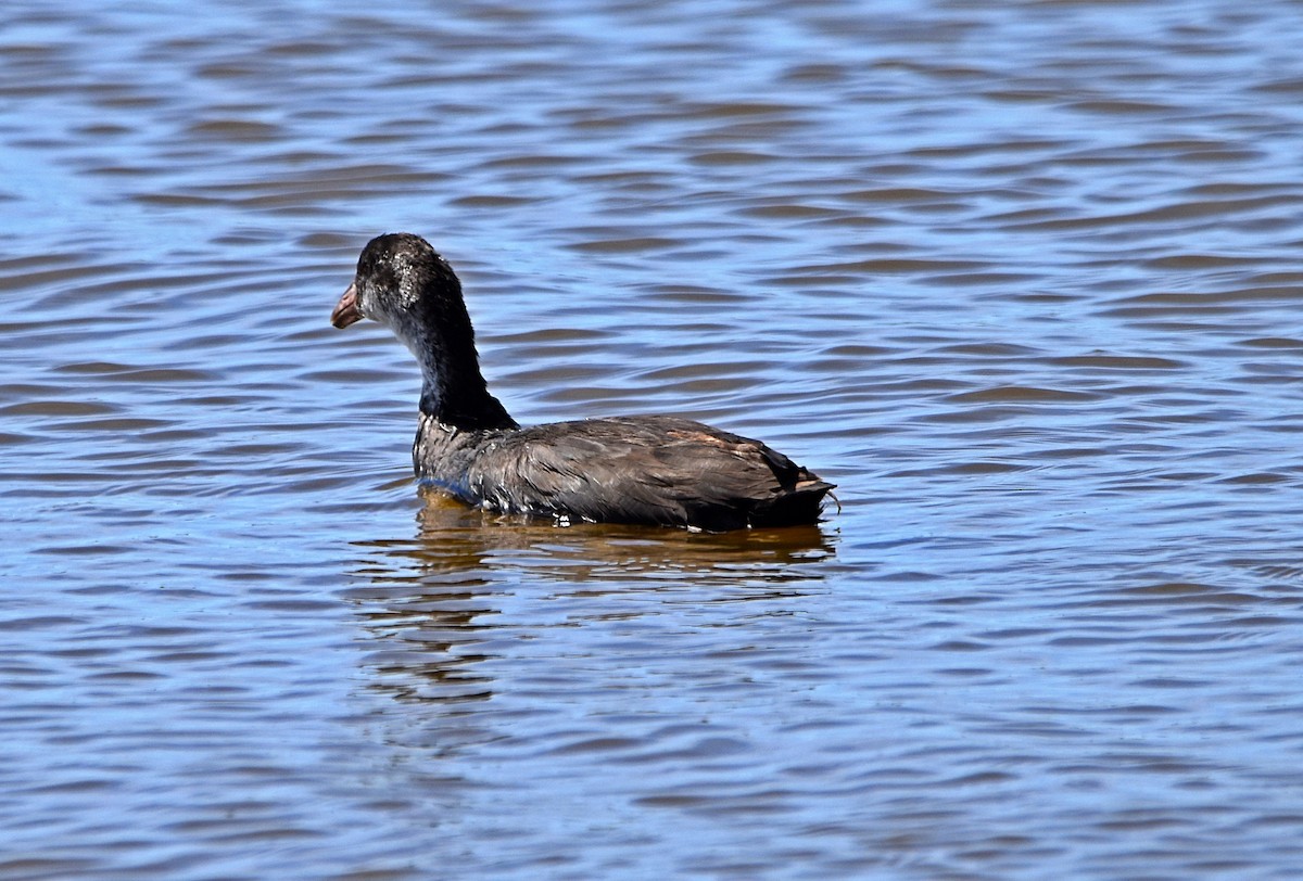 Eurasian Coot - ML620792468