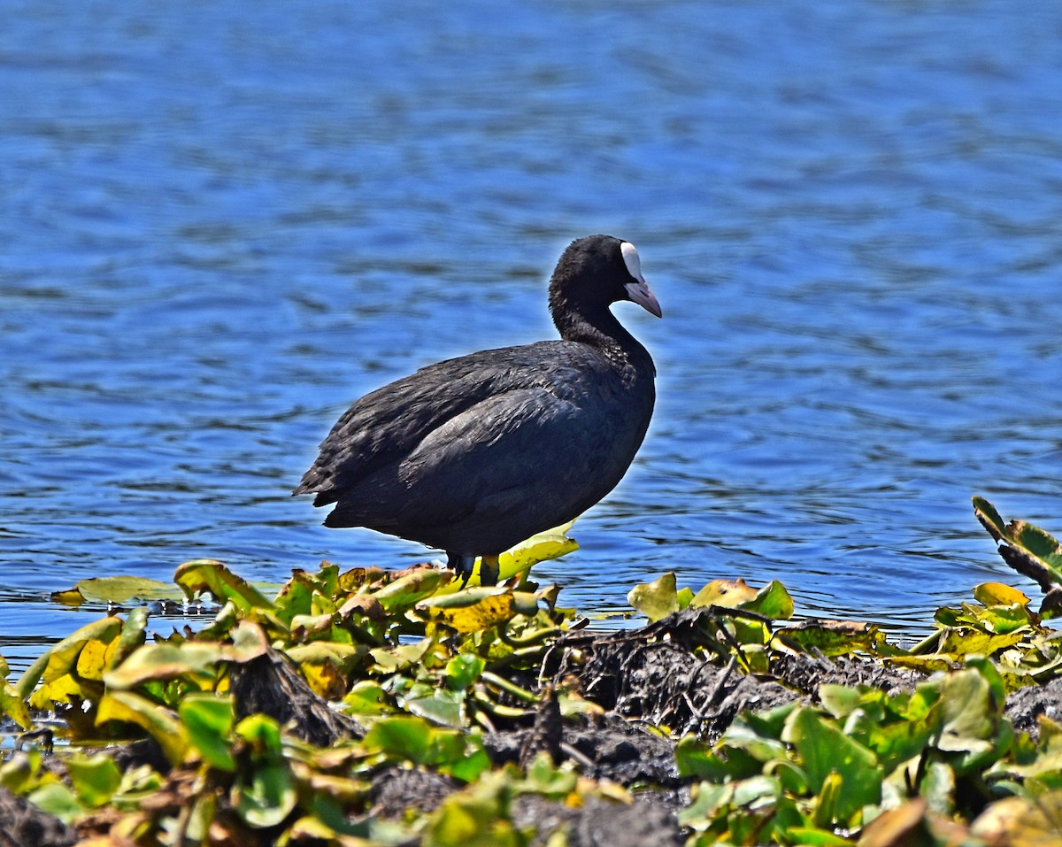 Eurasian Coot - ML620792471