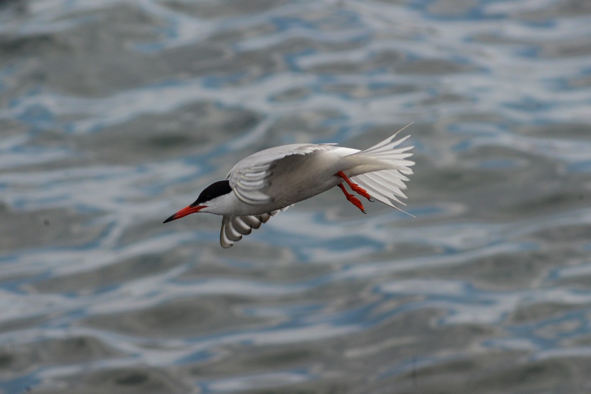 Common Tern - ML620792475