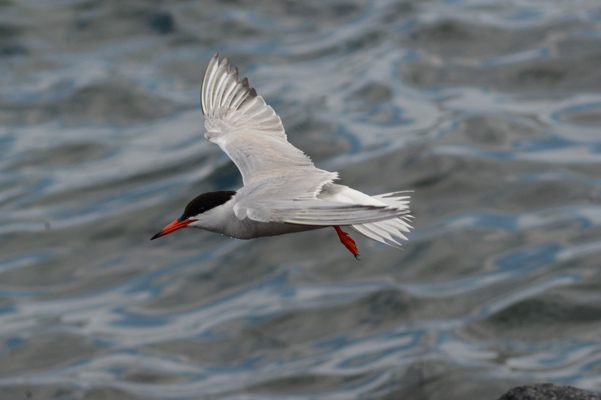 Common Tern - ML620792476