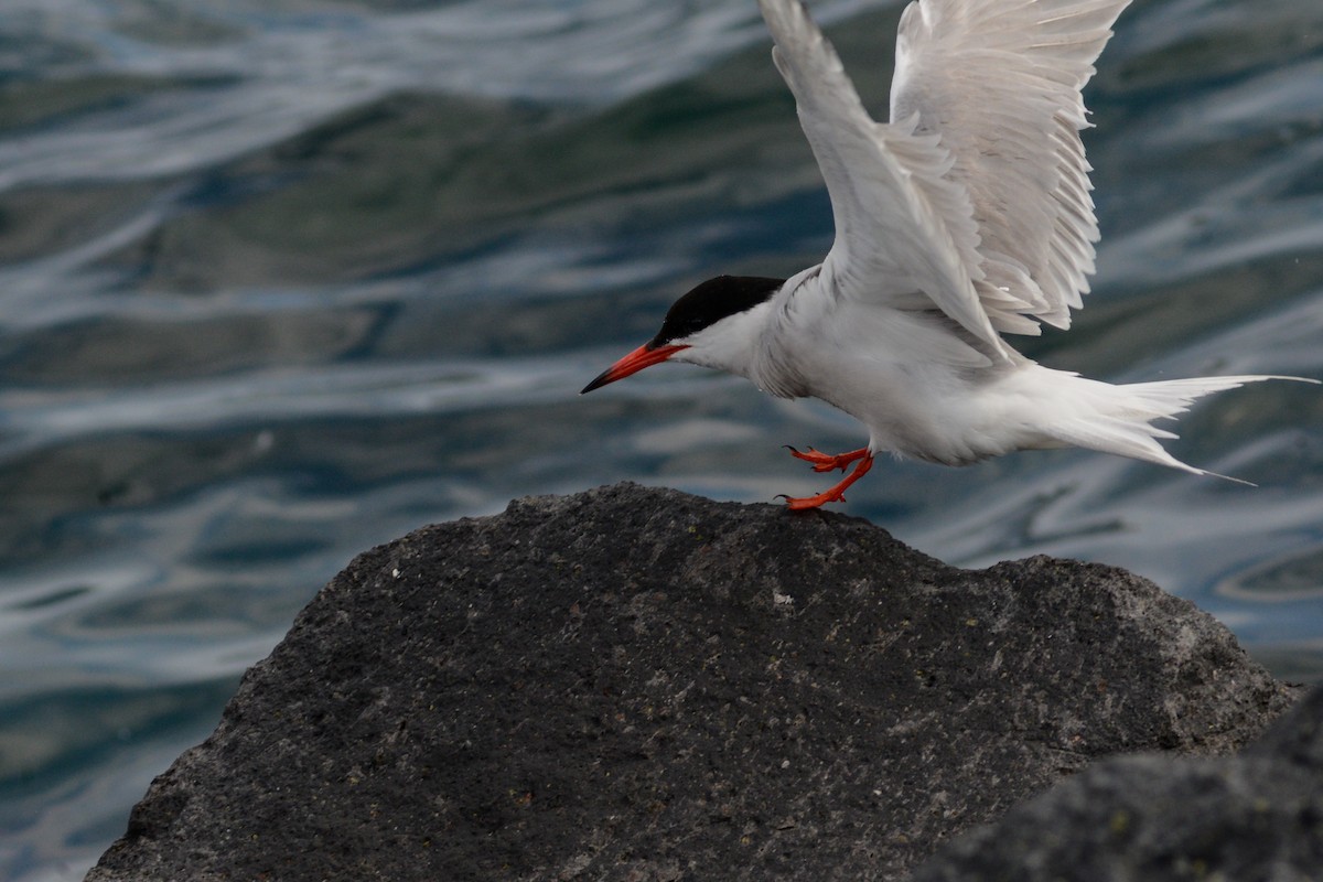 Common Tern - Riccardo Errico