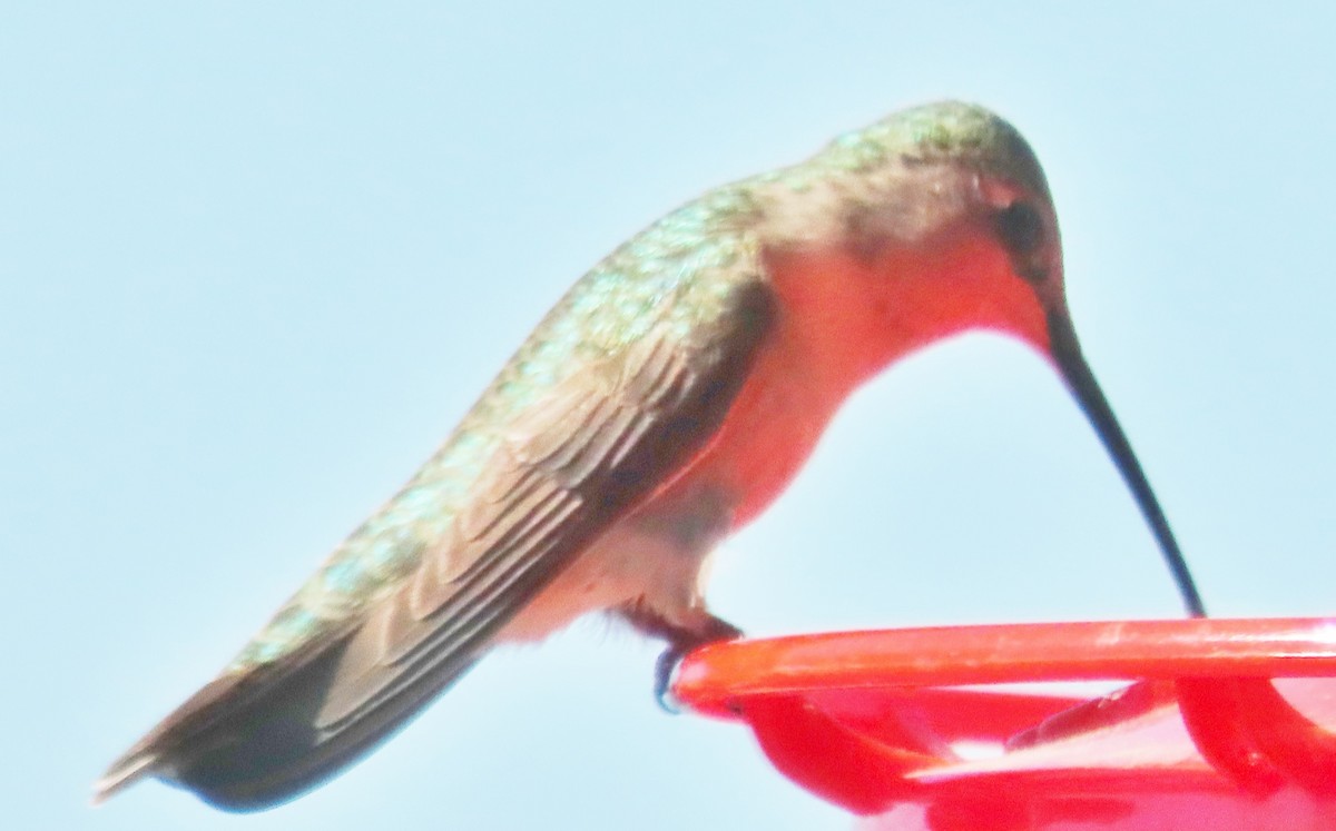 Broad-tailed Hummingbird - ML620792478