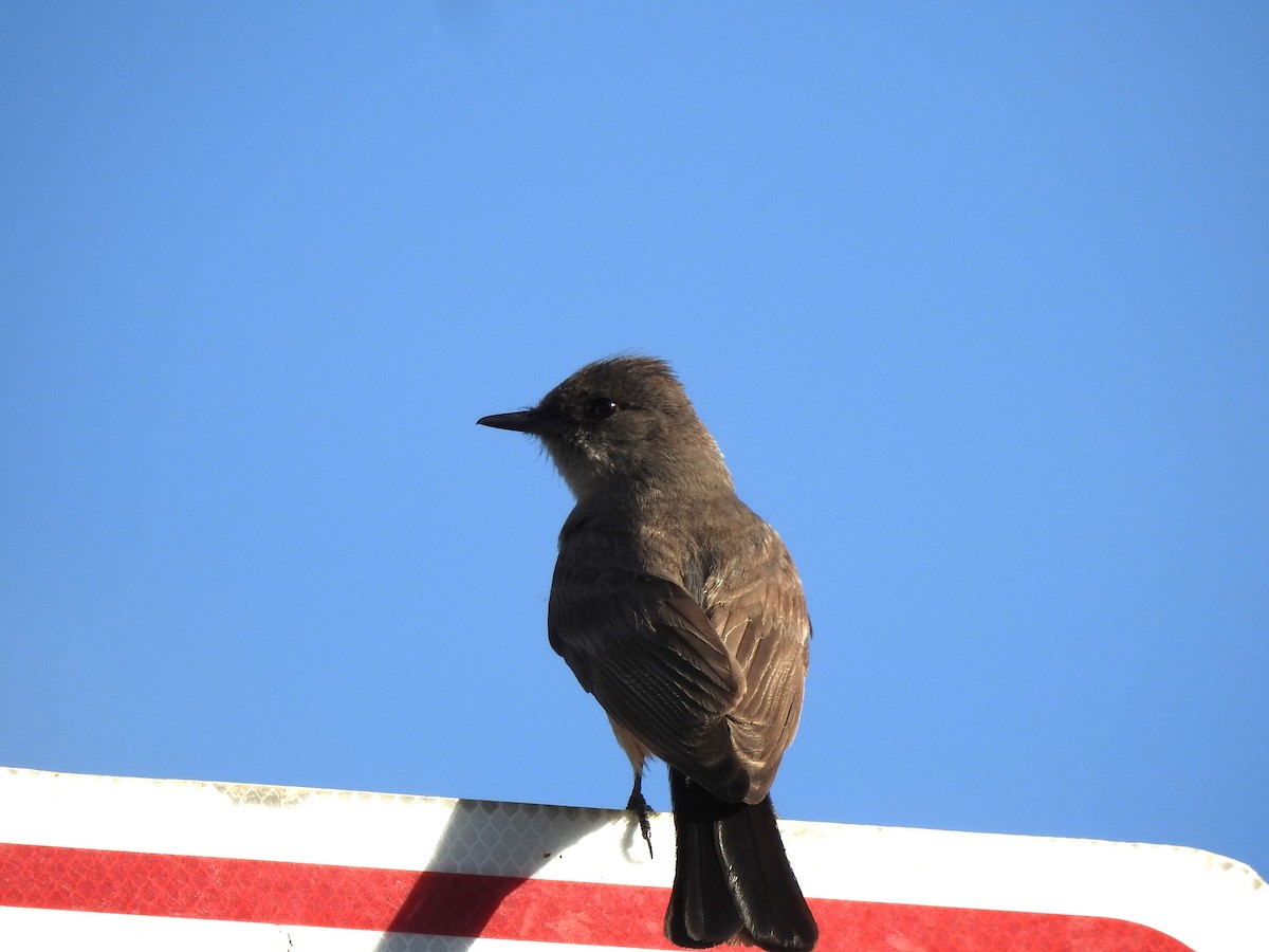 Say's Phoebe - ML620792479