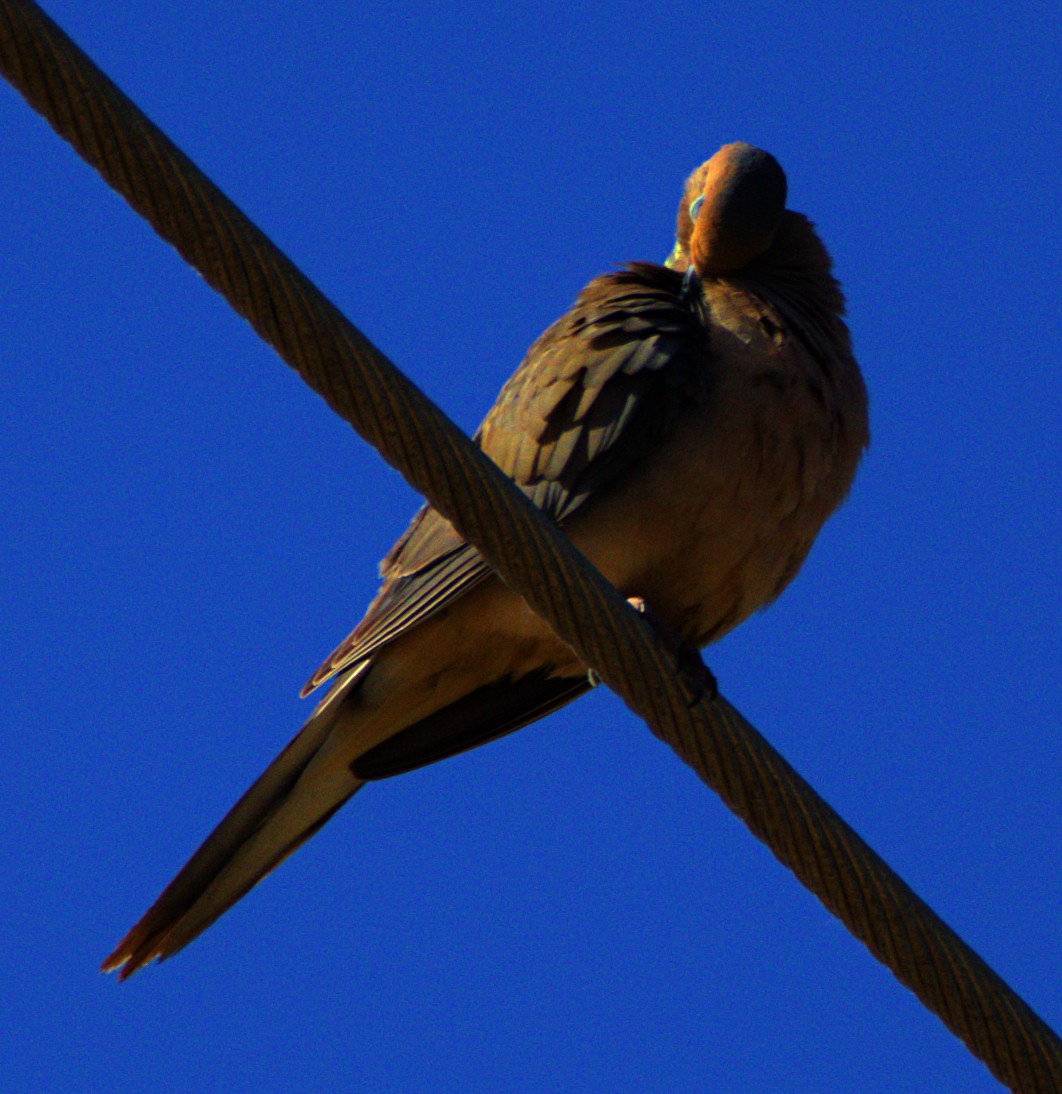 Mourning Dove - ML620792481