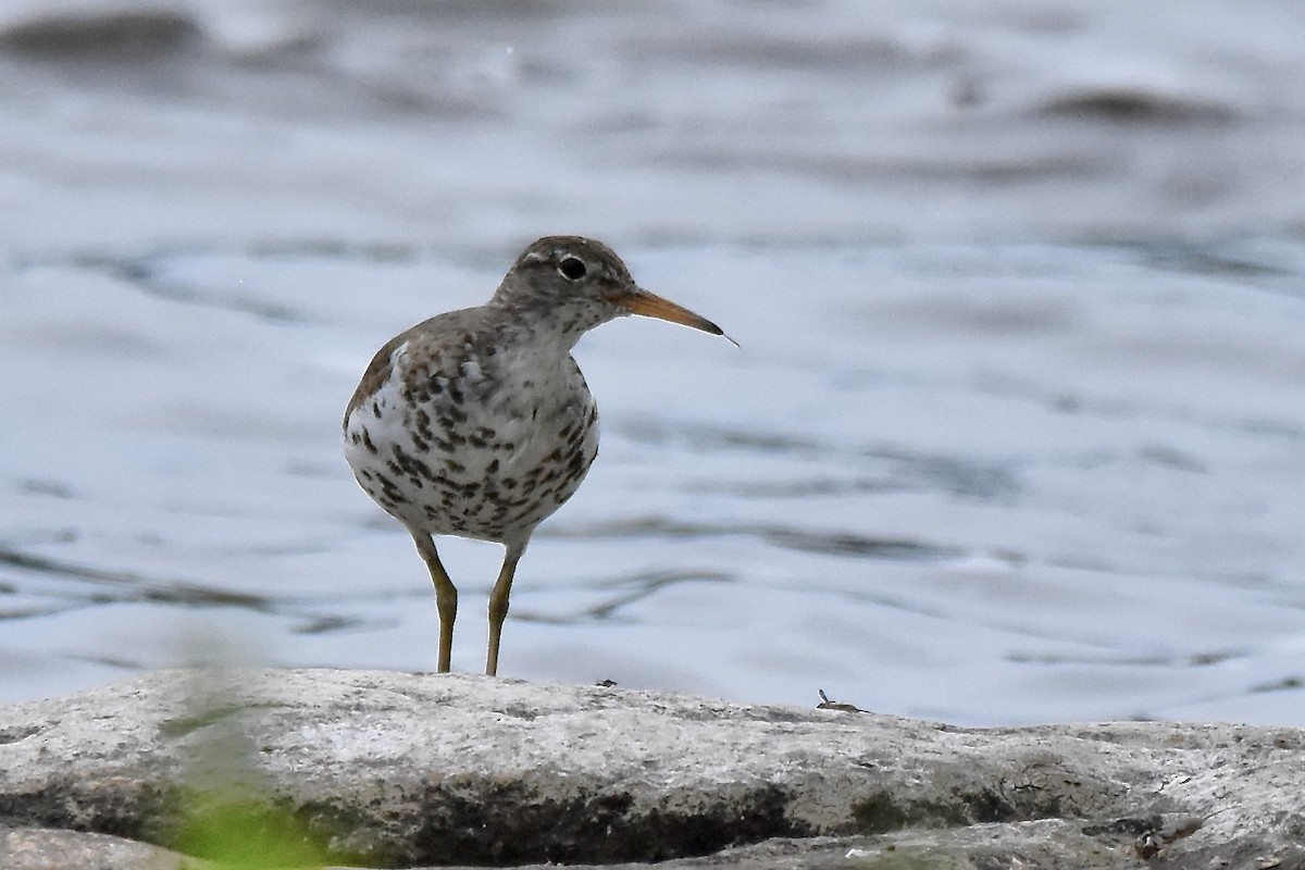 Spotted Sandpiper - ML620792484