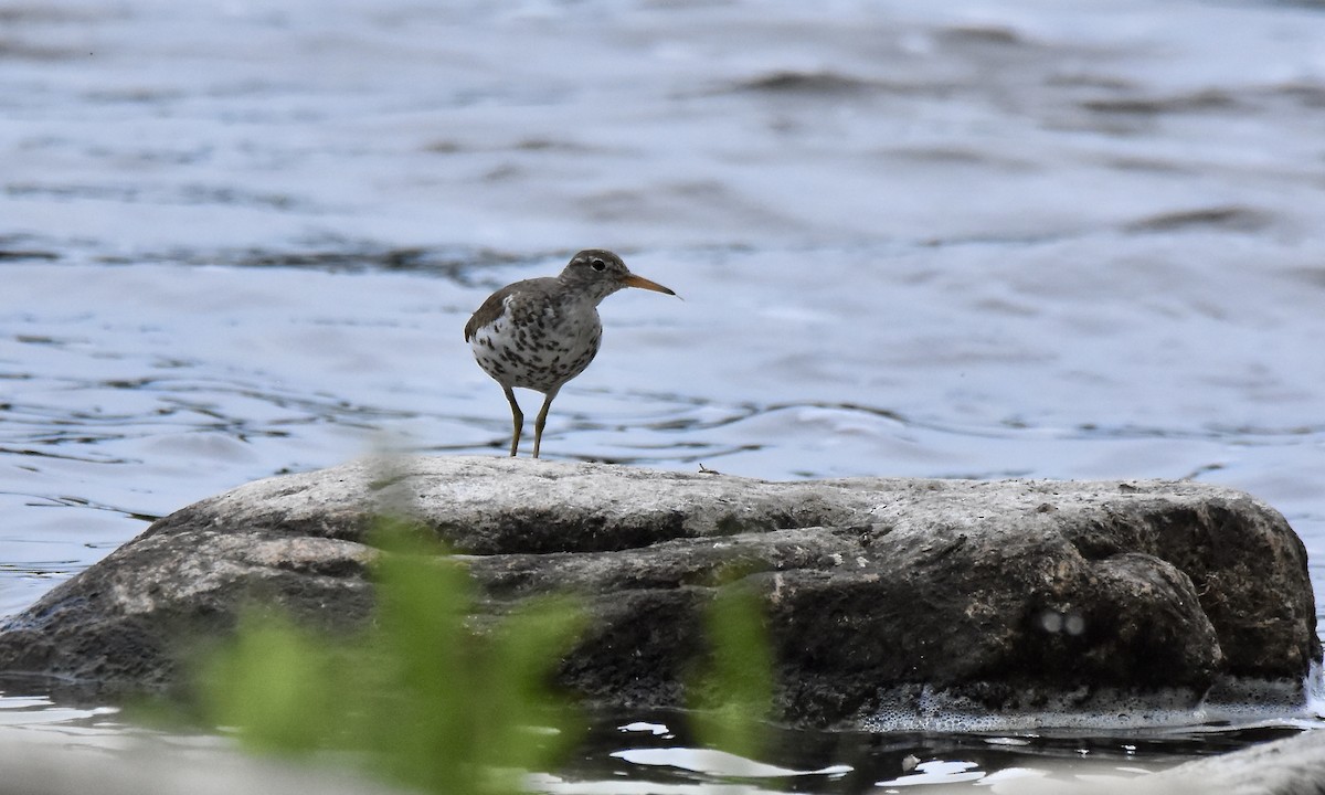 Spotted Sandpiper - ML620792485