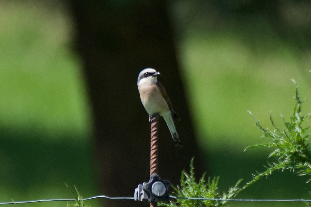 Red-backed Shrike - ML620792486