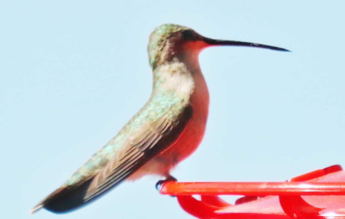 Broad-tailed Hummingbird - ML620792487