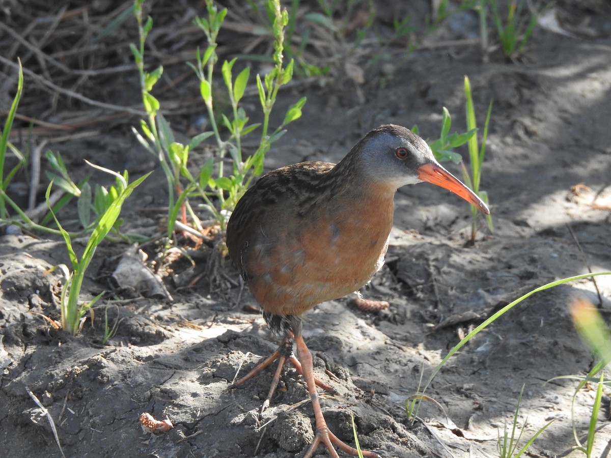 Virginia Rail - ML620792488