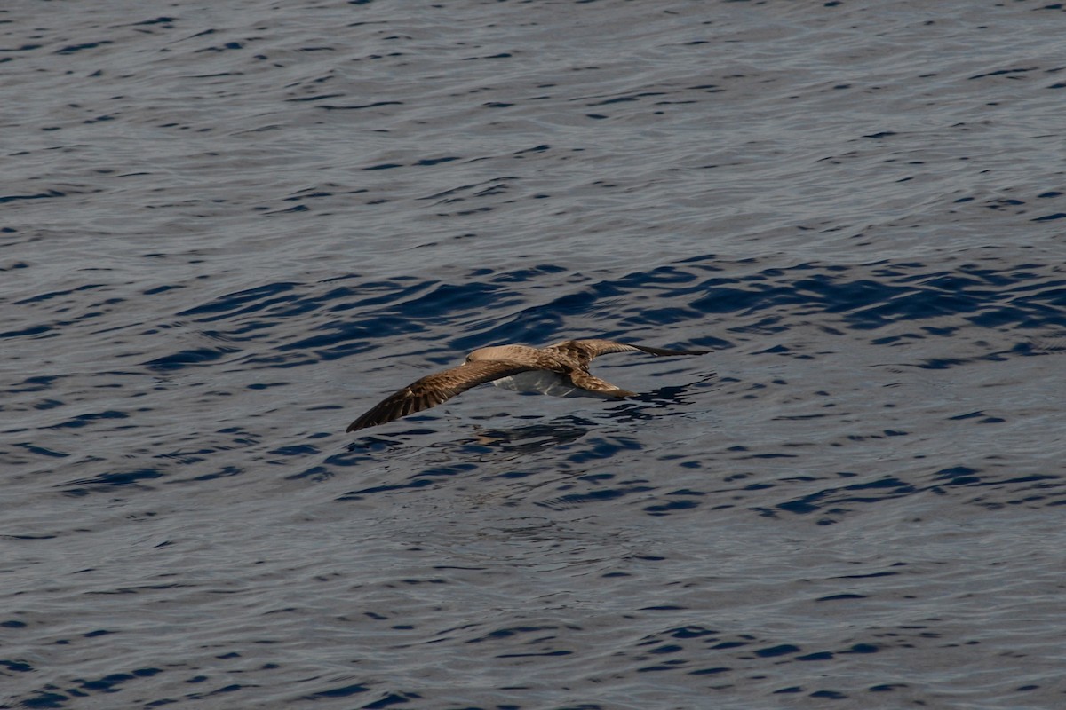 Cory's Shearwater - ML620792489