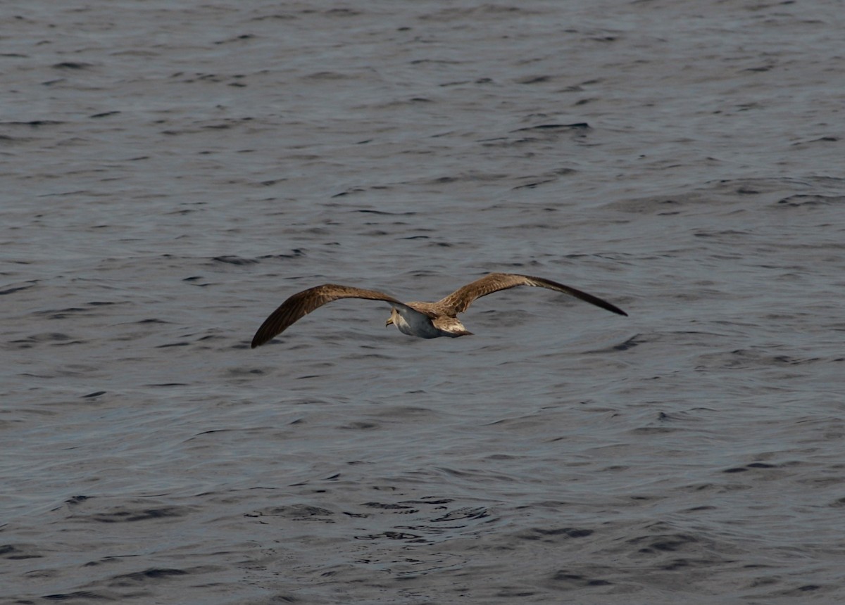 Cory's Shearwater - ML620792492