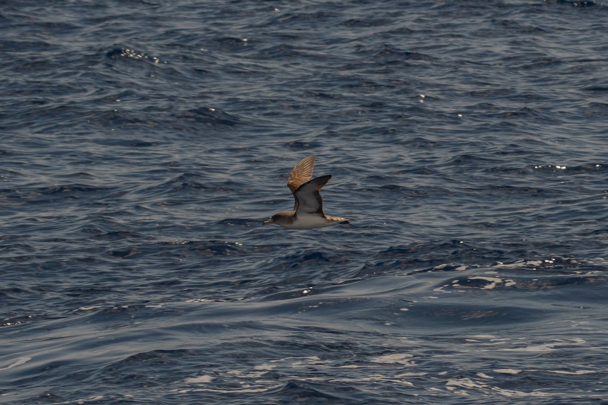 Cory's Shearwater - Riccardo Errico