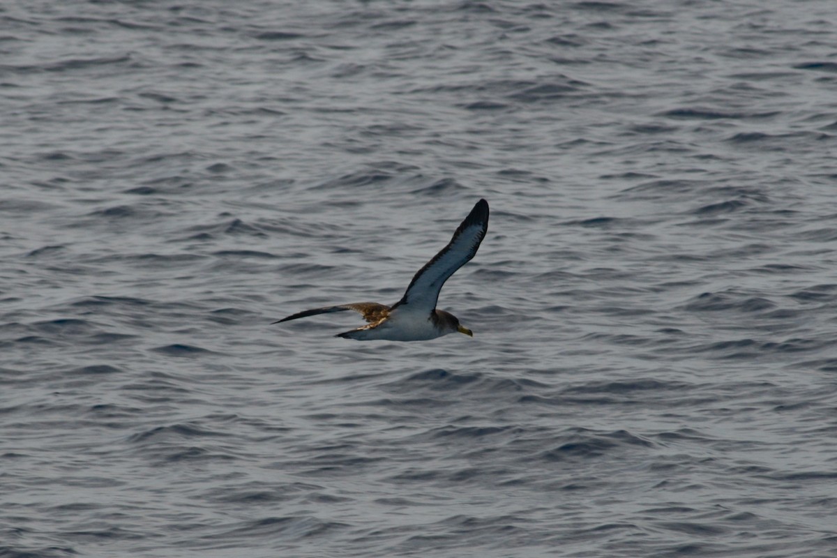 Cory's Shearwater - ML620792497