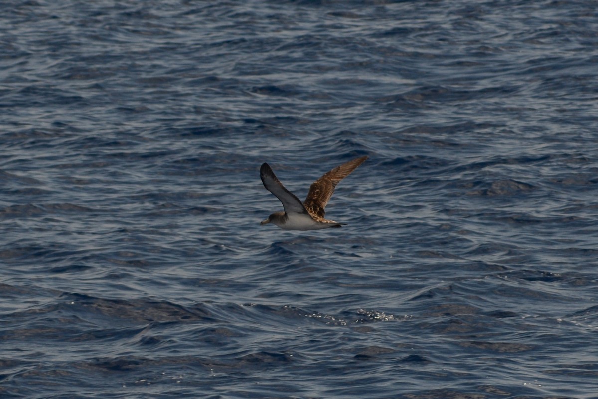 Cory's Shearwater - ML620792498