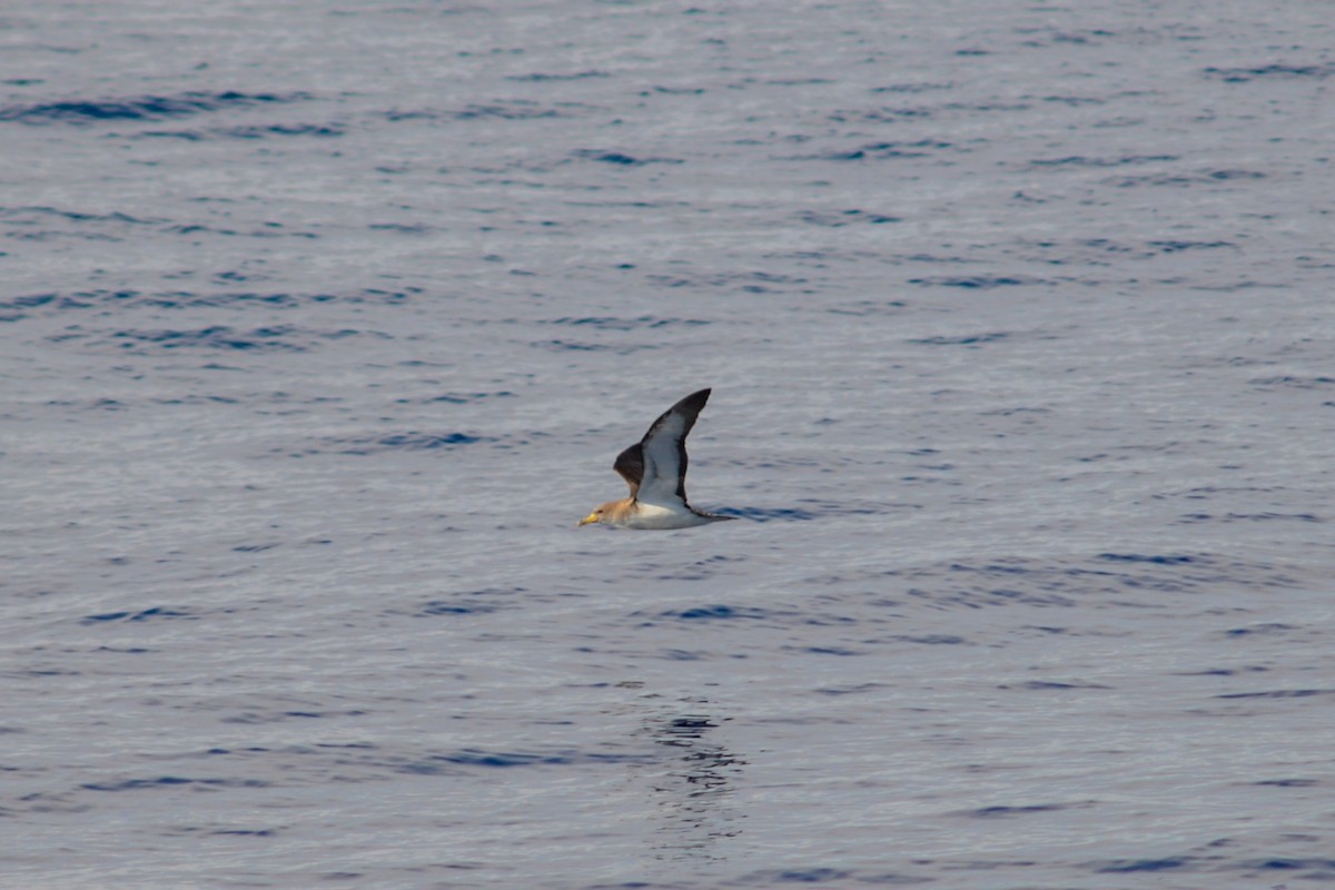 Cory's Shearwater - ML620792499