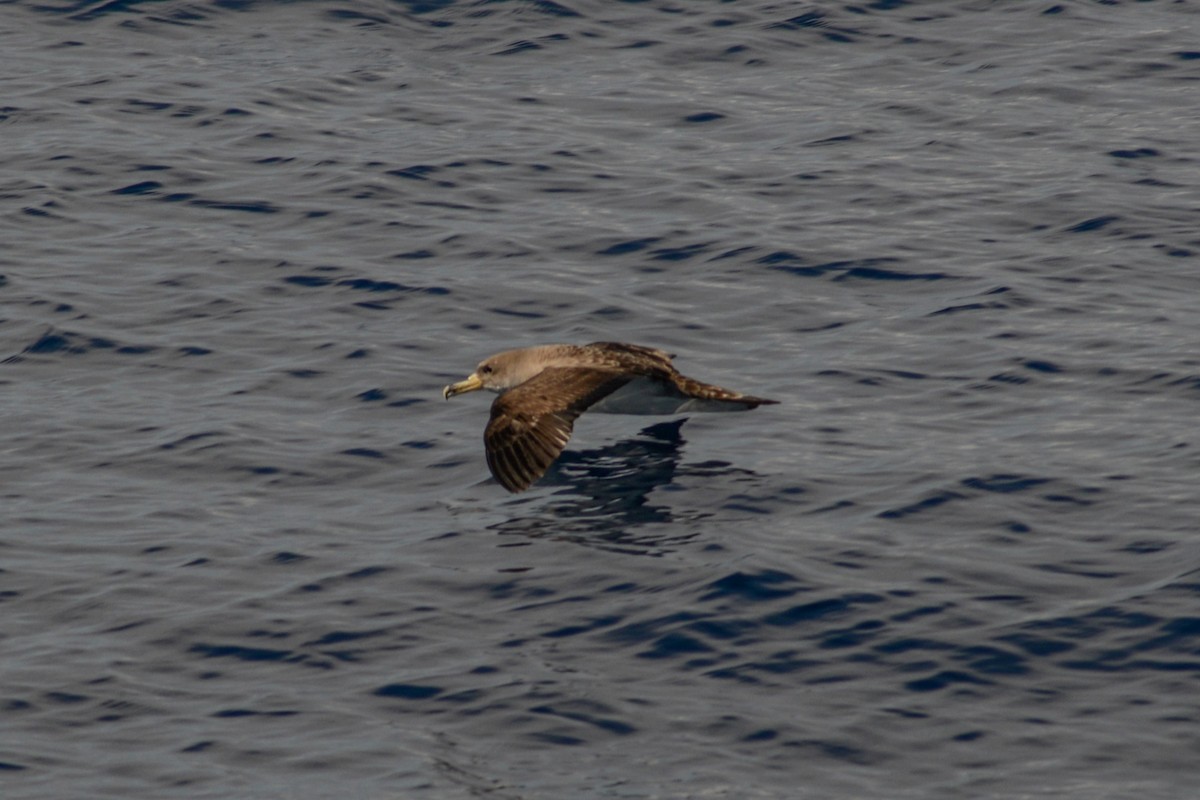 Cory's Shearwater - ML620792500