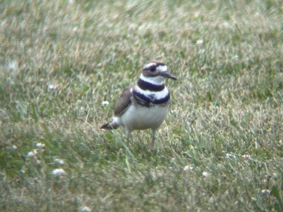 Killdeer - ML620792502