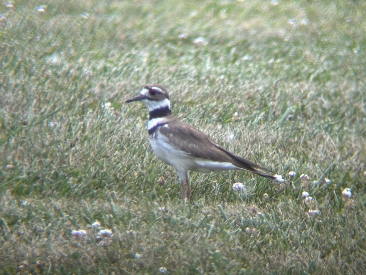 Killdeer - ML620792503