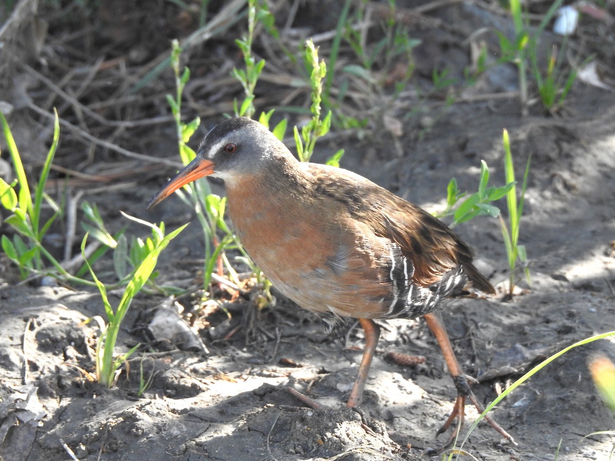Virginia Rail - ML620792506