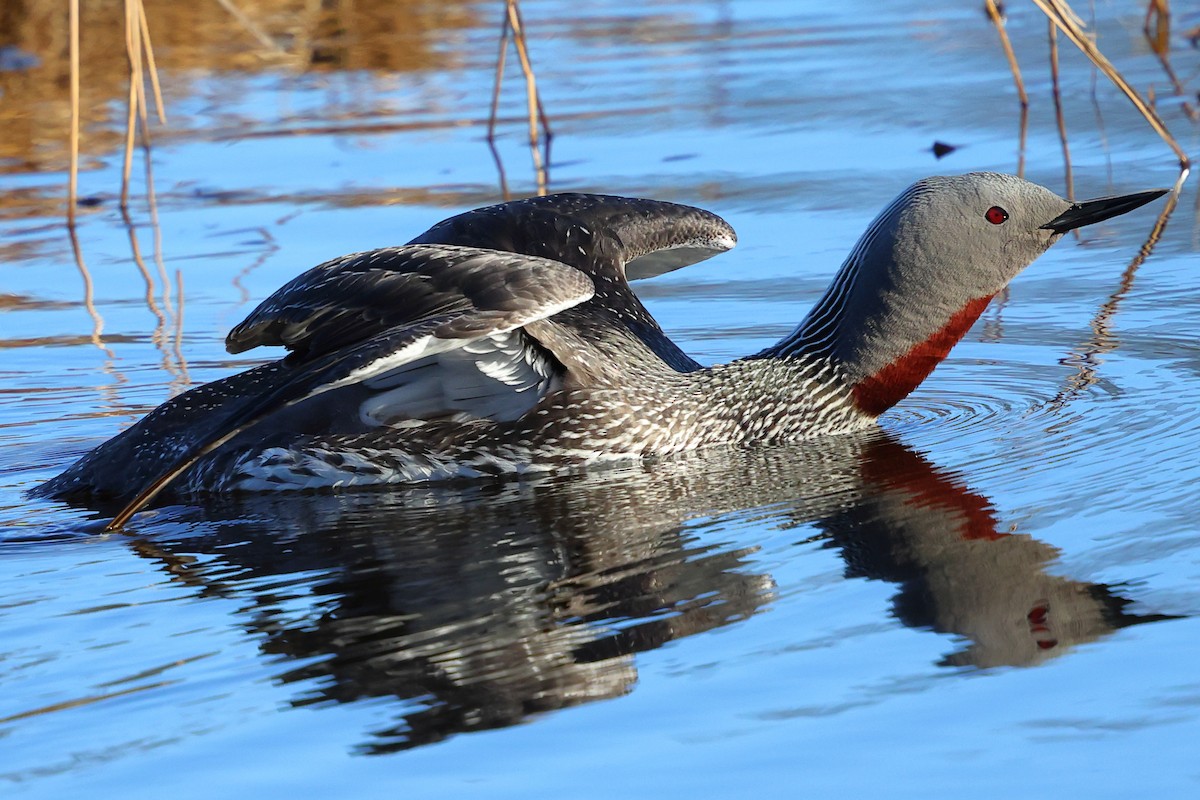 Red-throated Loon - ML620792524