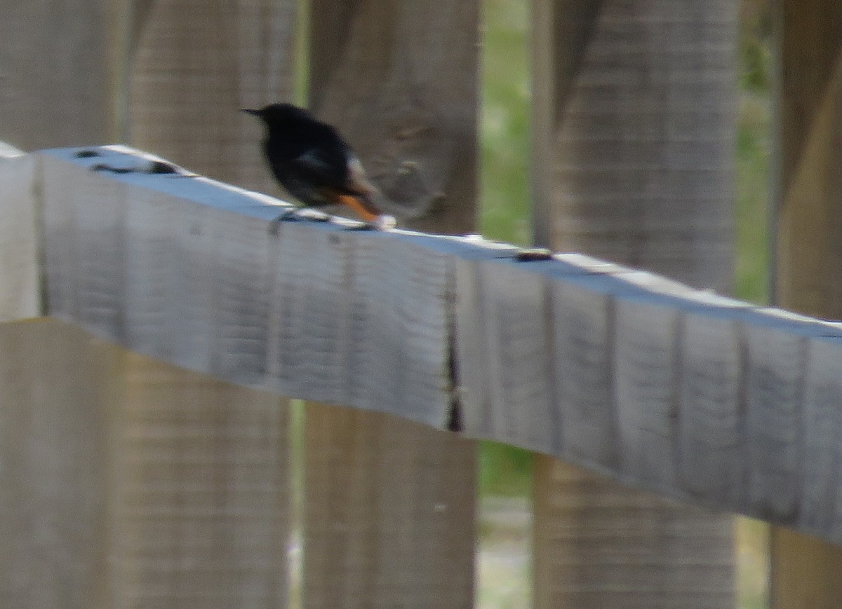 Black Redstart - ML620792527