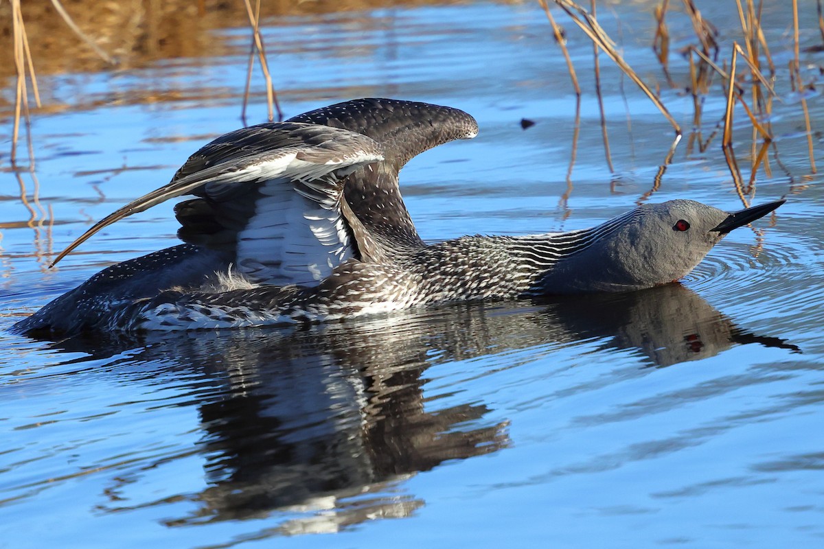 Red-throated Loon - ML620792529