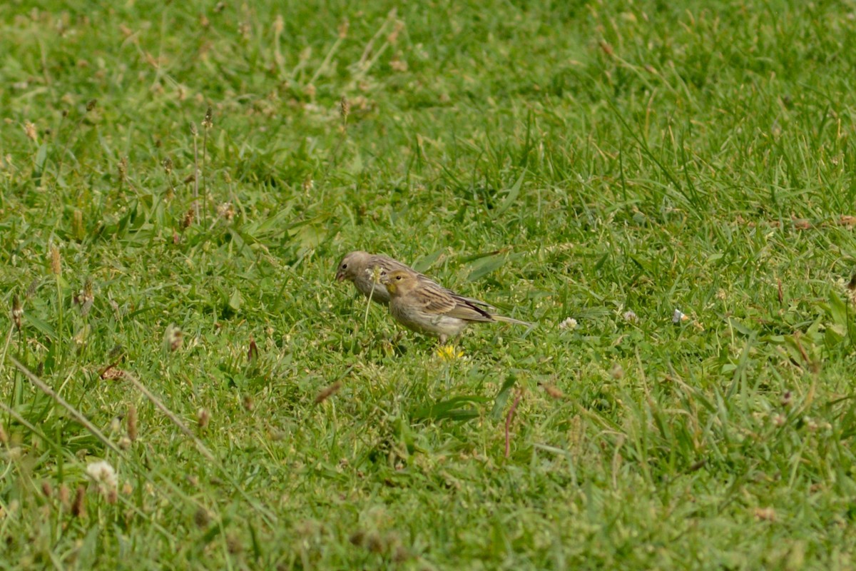 Serin des Canaries - ML620792530