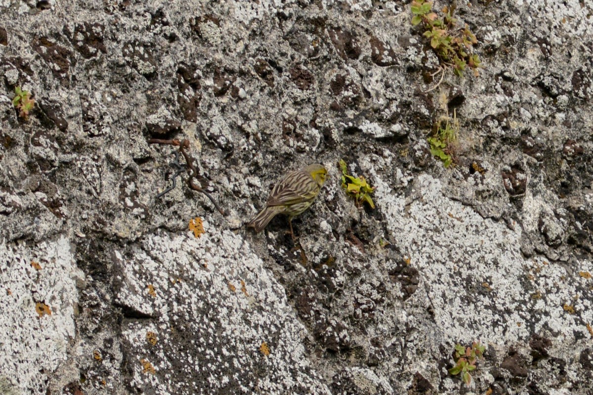 Serin des Canaries - ML620792532