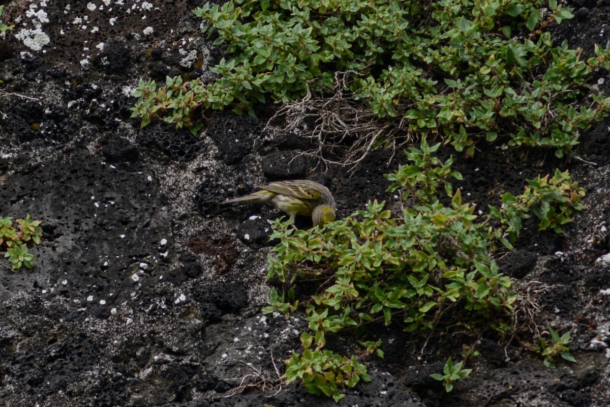 Serin des Canaries - ML620792533