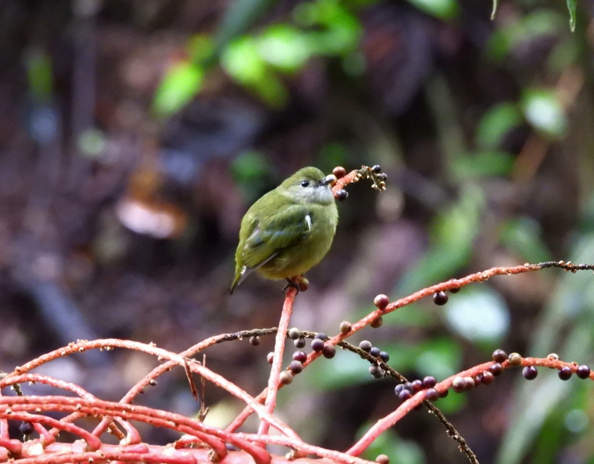 White-ruffed Manakin - ML620792553