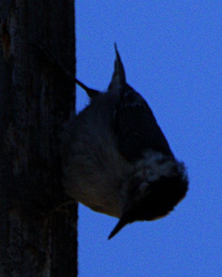 White-breasted Nuthatch - ML620792554