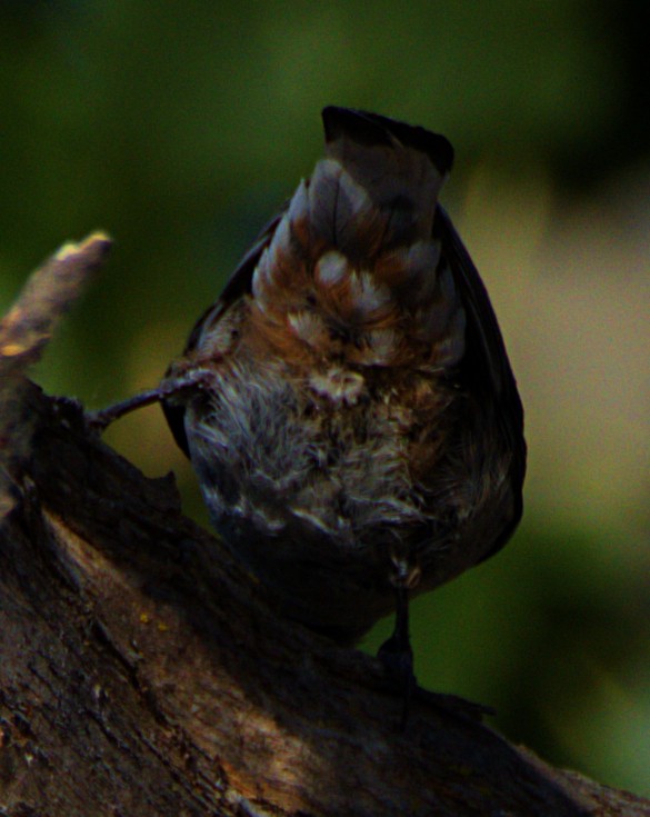 White-breasted Nuthatch - ML620792556