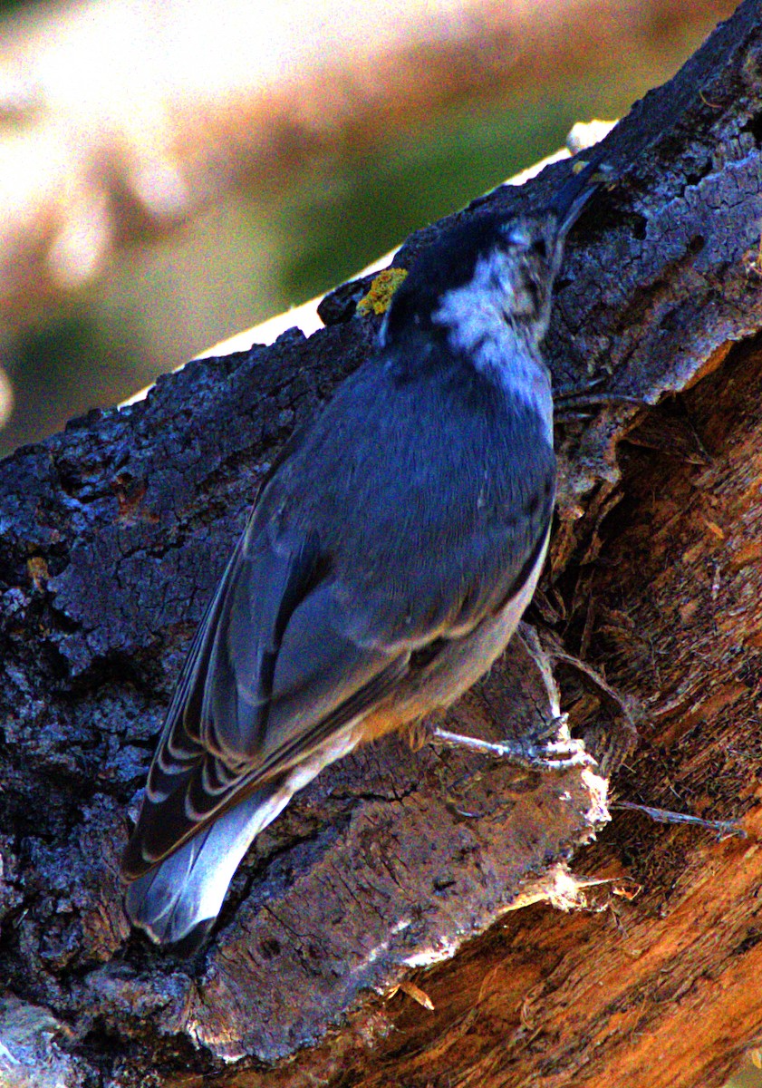 White-breasted Nuthatch - ML620792557