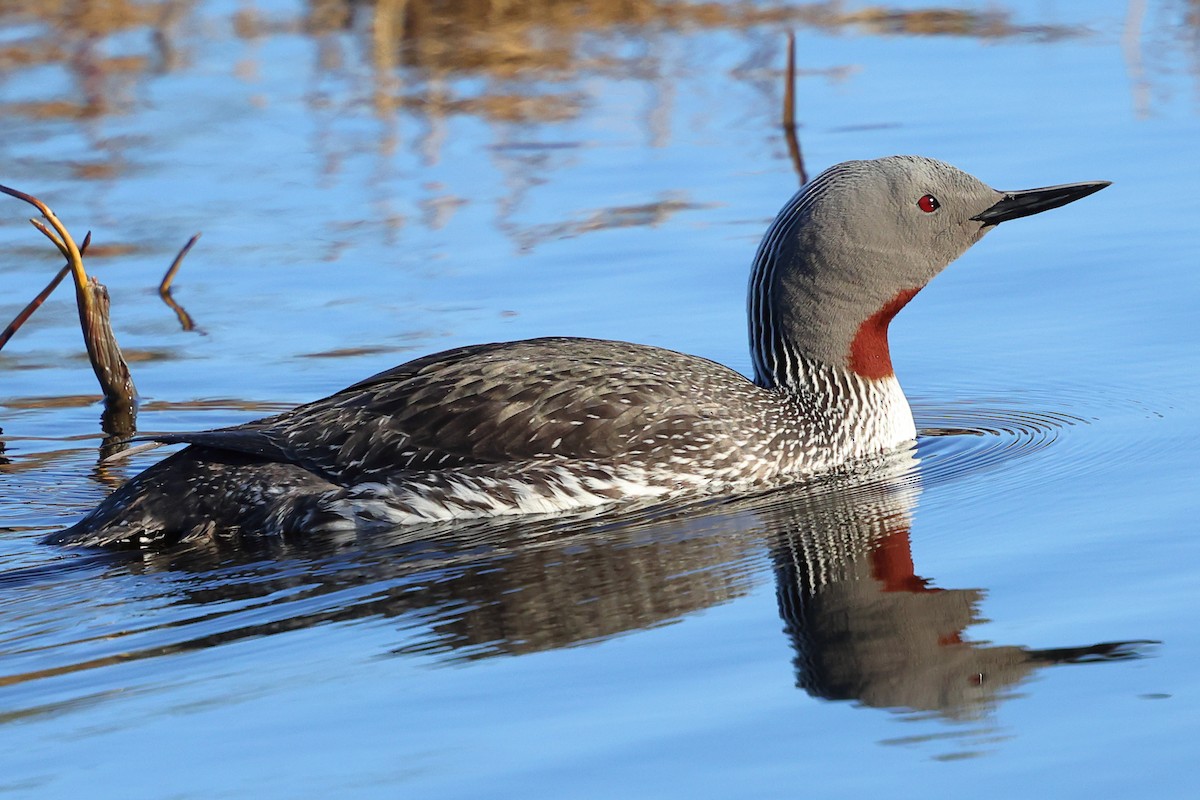 Red-throated Loon - ML620792559