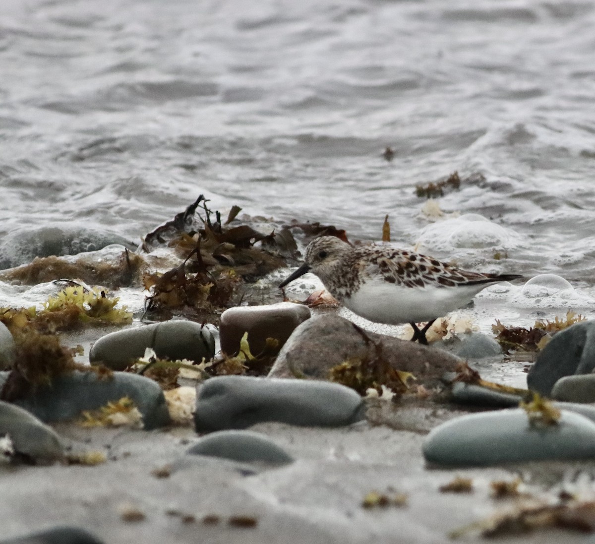 Bécasseau sanderling - ML620792565