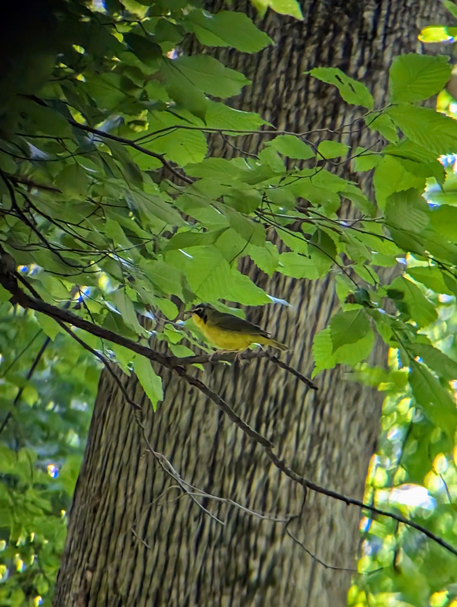 Kentucky Warbler - ML620792573