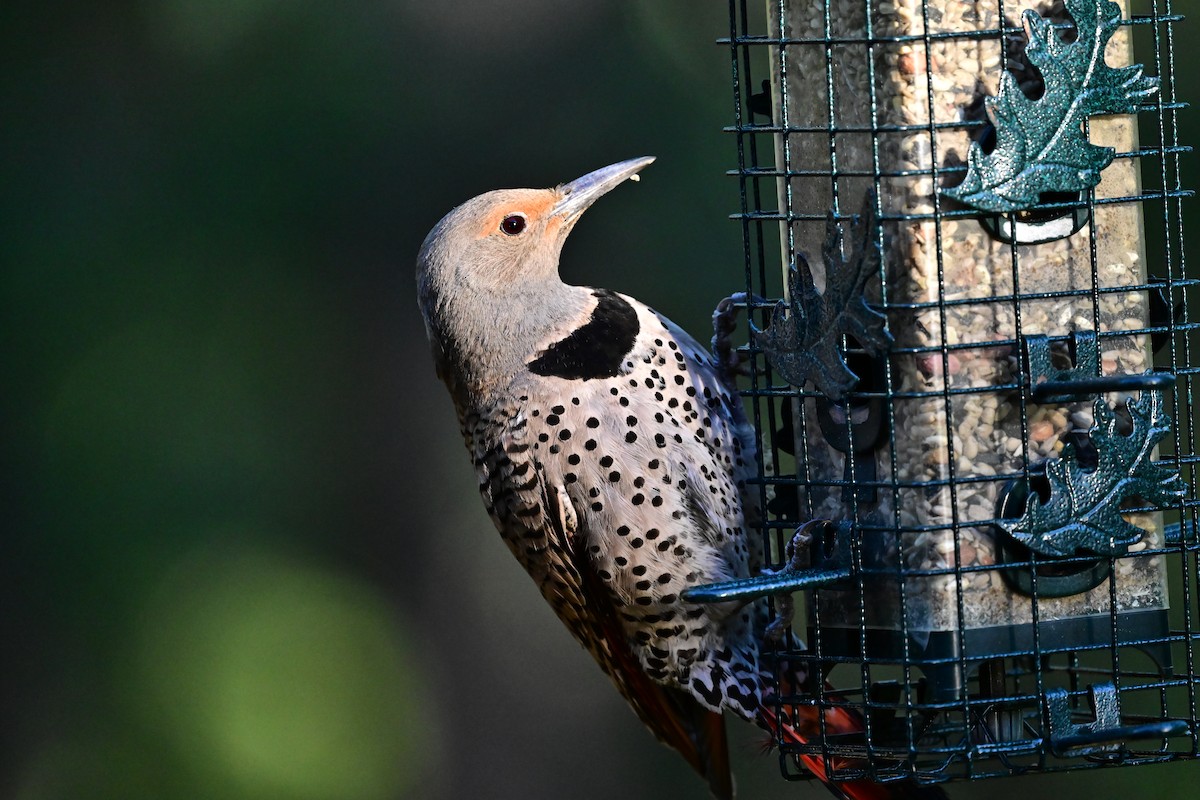 Northern Flicker - ML620792589