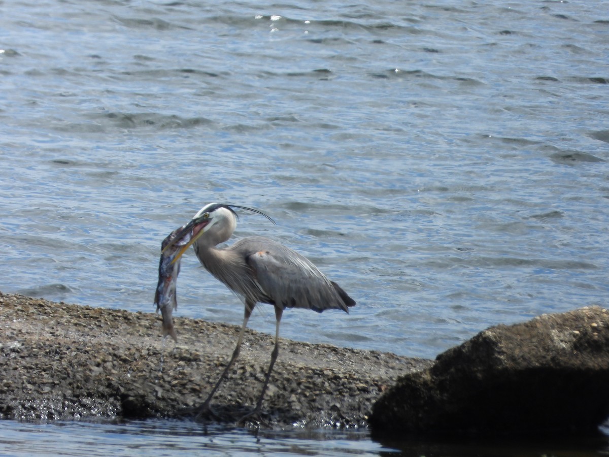 Great Black-backed Gull - ML620792595