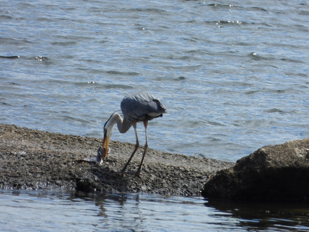 Great Black-backed Gull - ML620792597