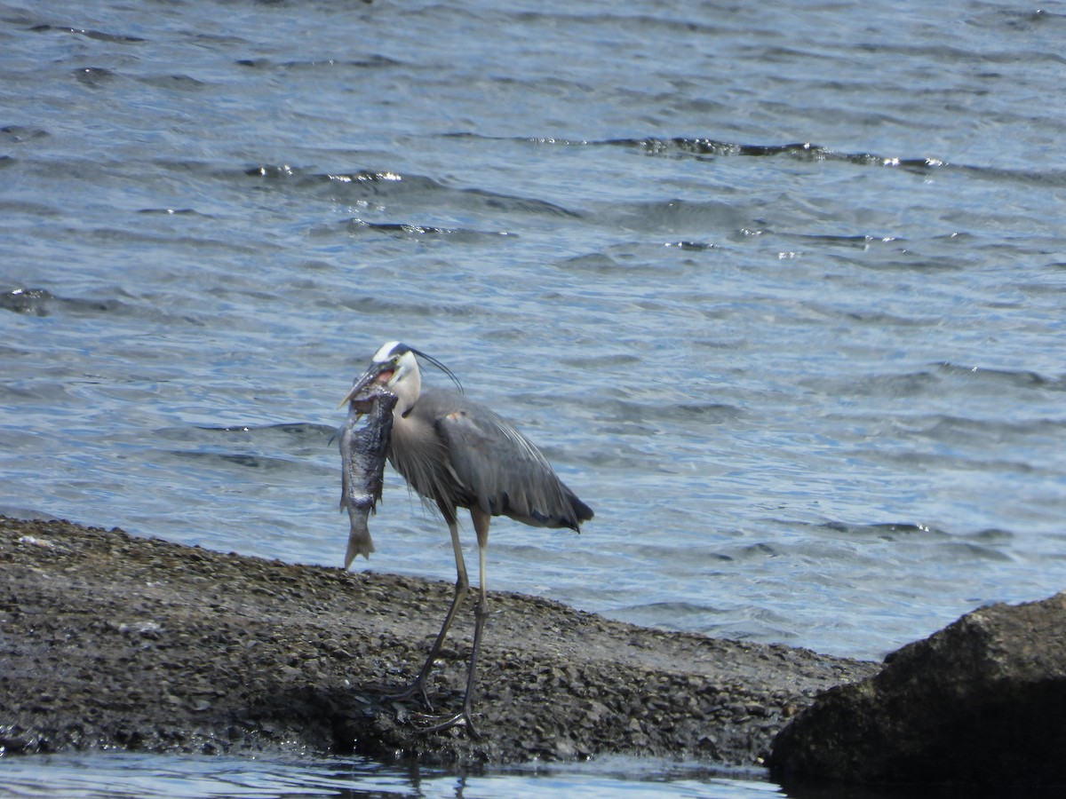 Great Black-backed Gull - ML620792599