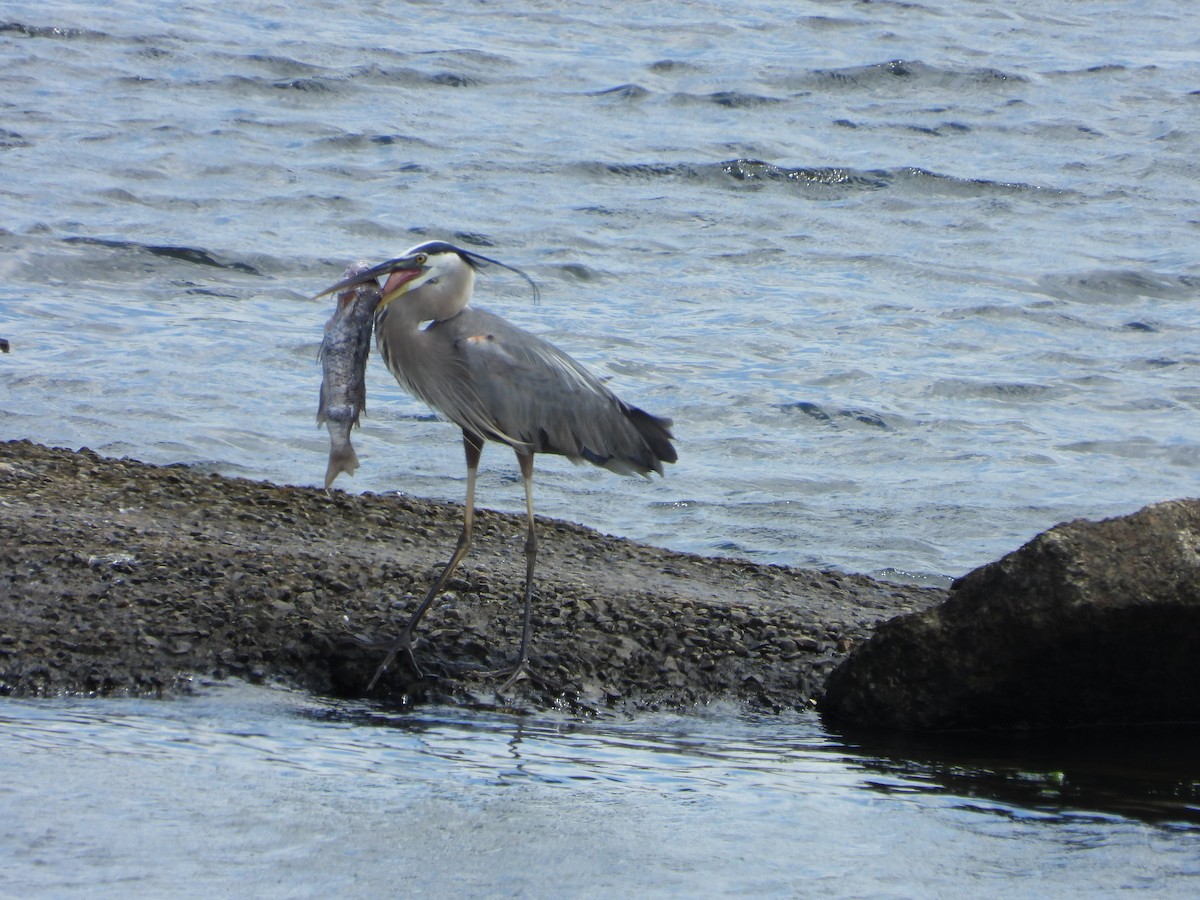 Great Black-backed Gull - ML620792600