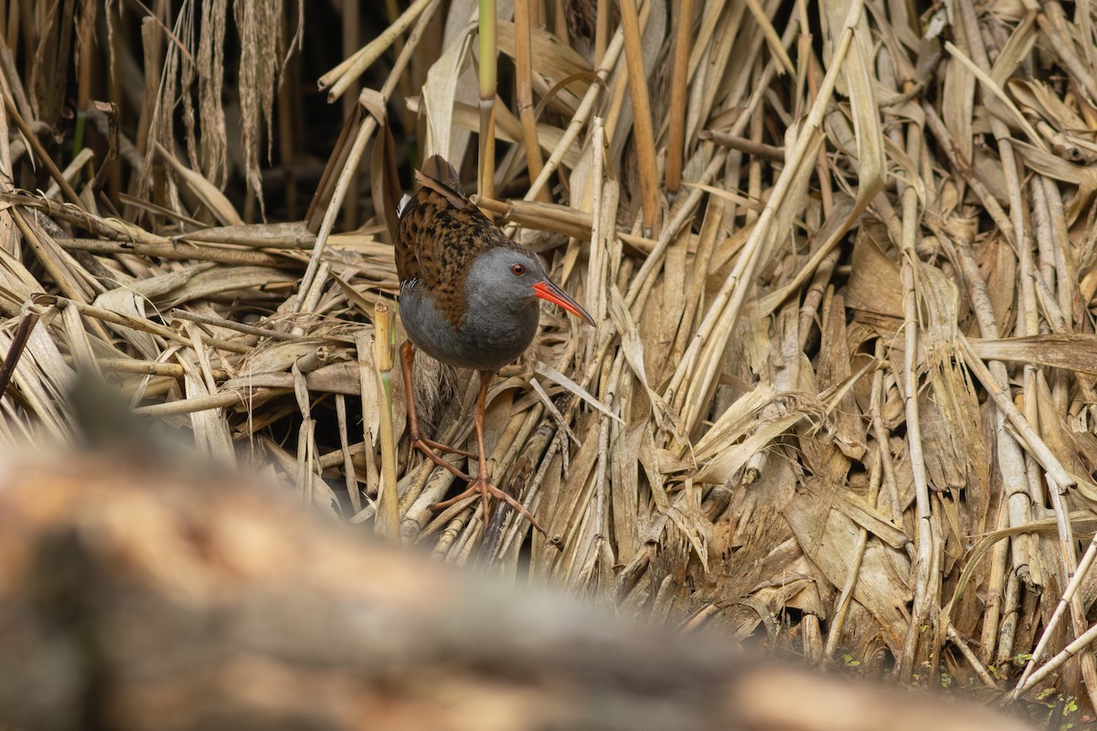 Water Rail - ML620792604