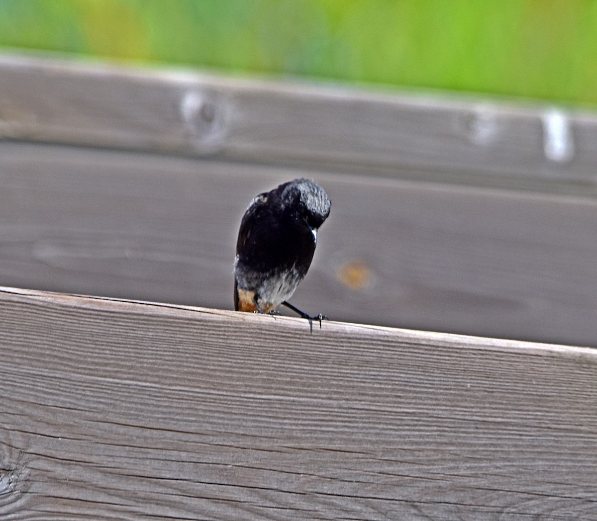 Black Redstart - ML620792609