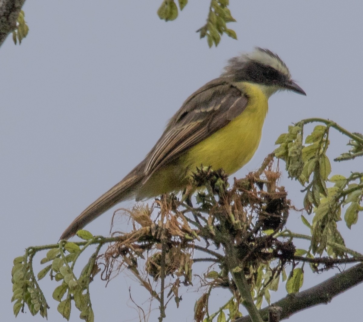 Rusty-margined Flycatcher - ML620792611